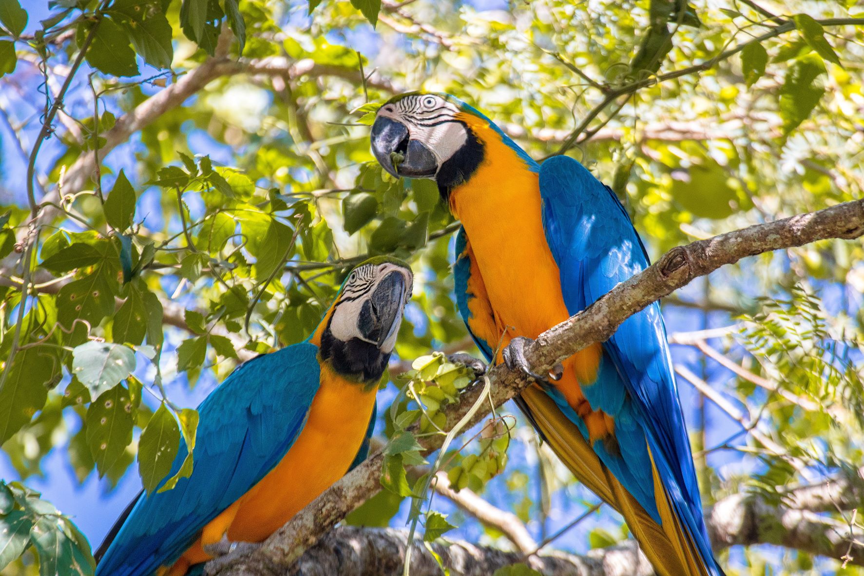 Parrots on a tree branch