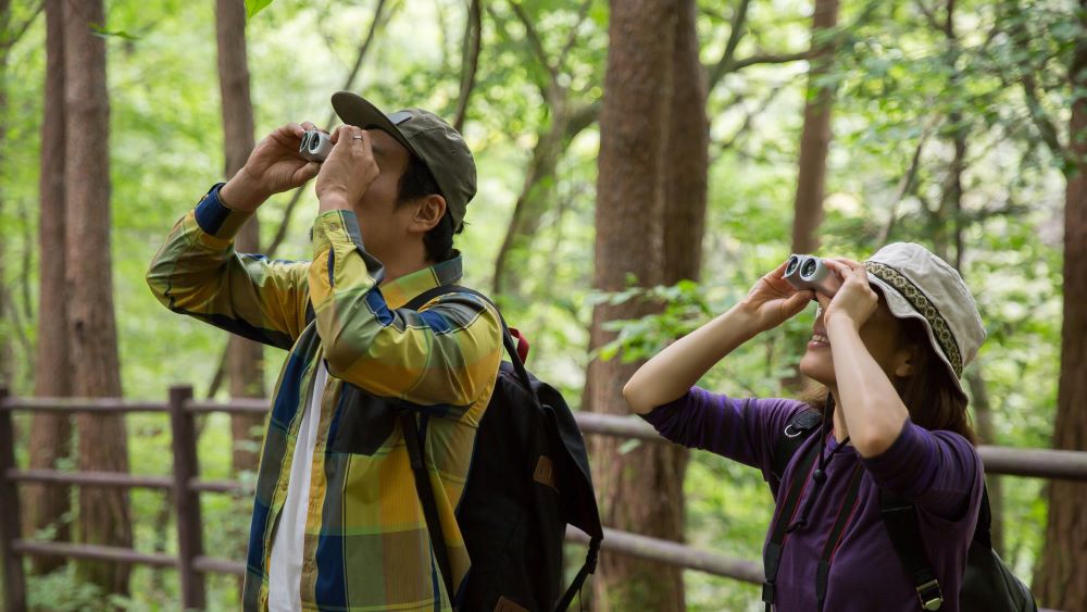 Bird watchers on a designated forest trail in China.