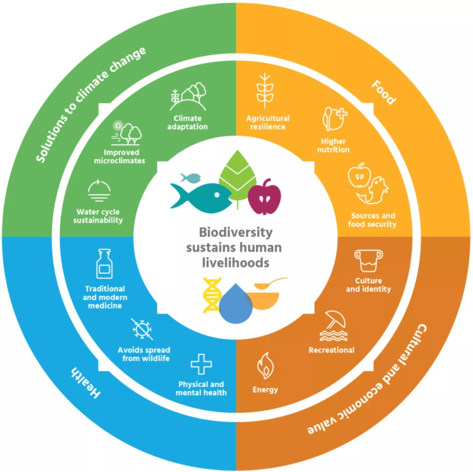 Benefits of Biodiversity to Humans