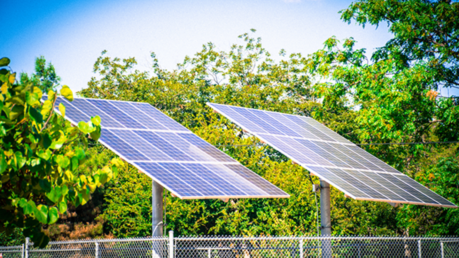 solar panels in front of green trees