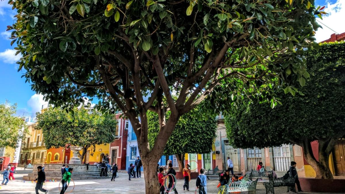 Photo of a tree in an city square