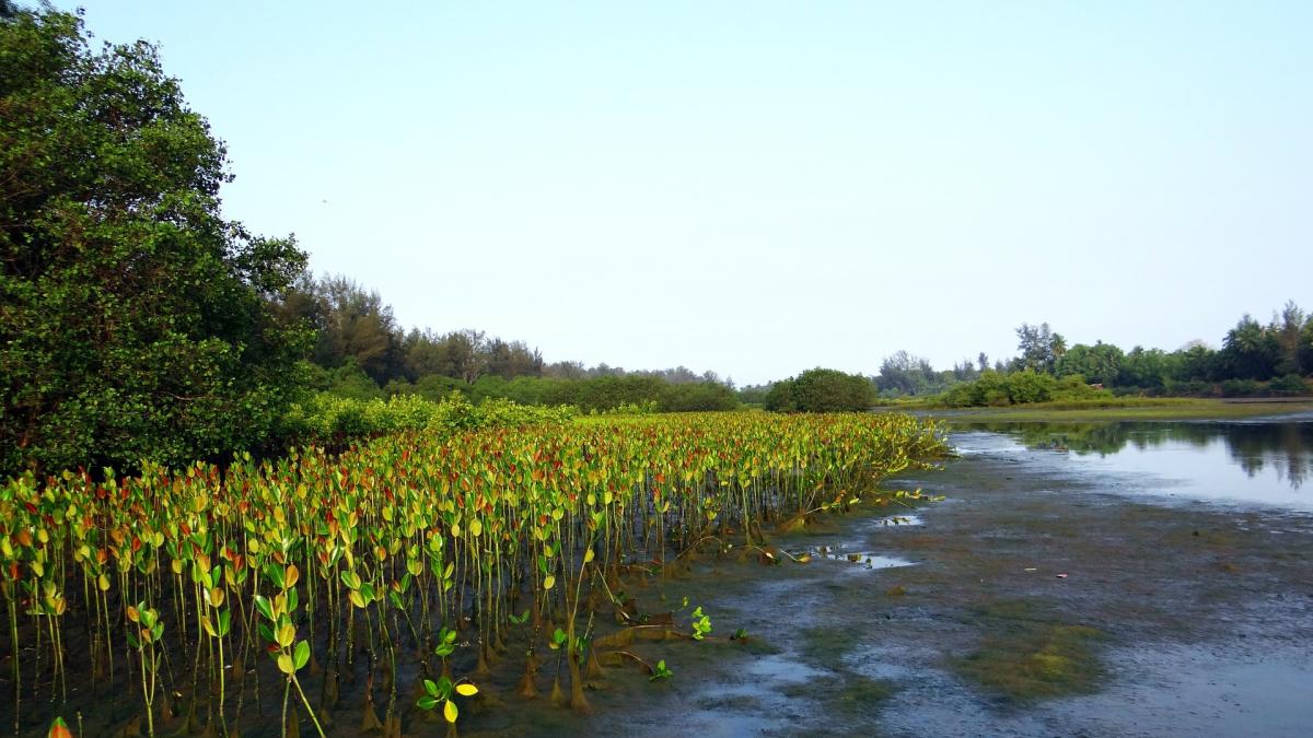mangroves