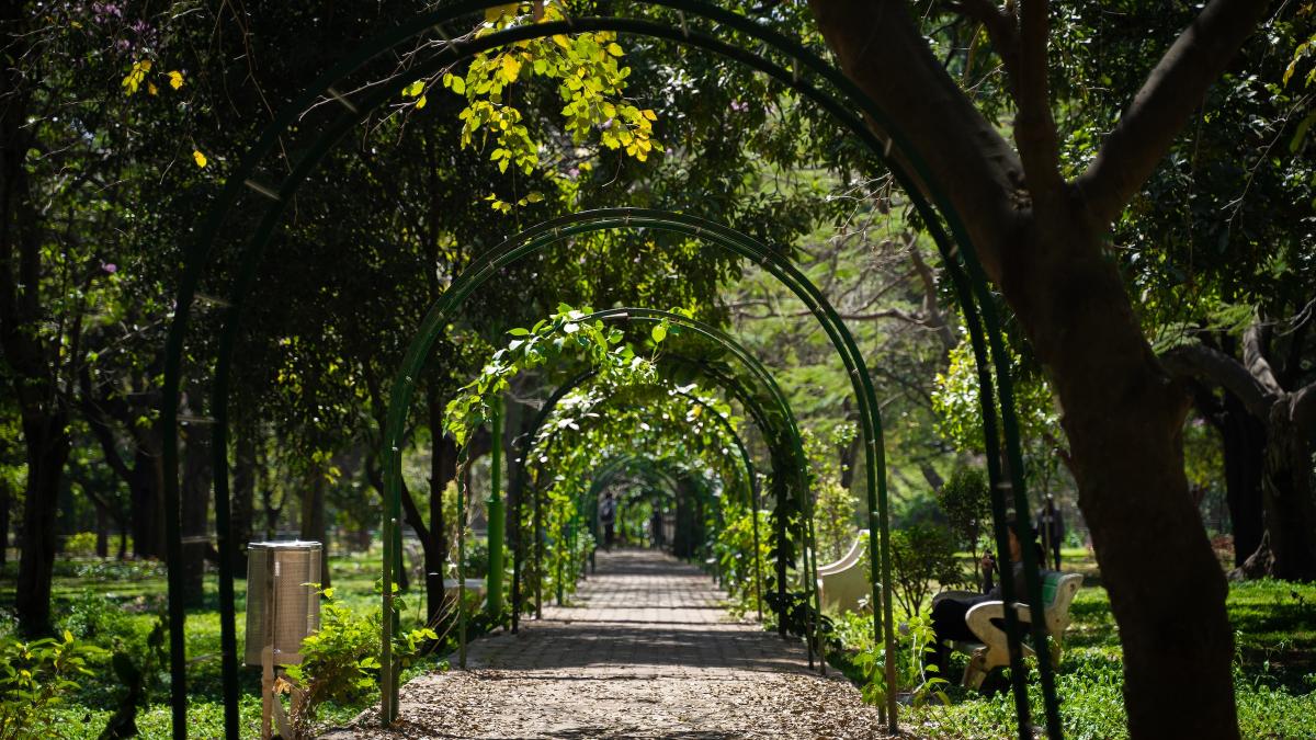 A shaded, tree-lined path in Cubbon Park, Bangalore