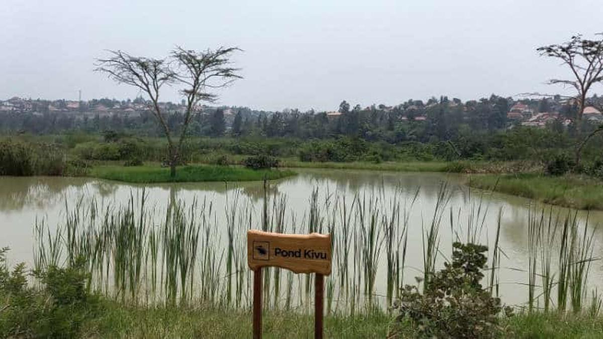A pond in the restored Nyandungu wetland in Kigali