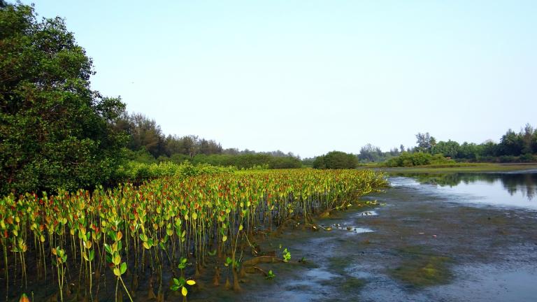 mangroves