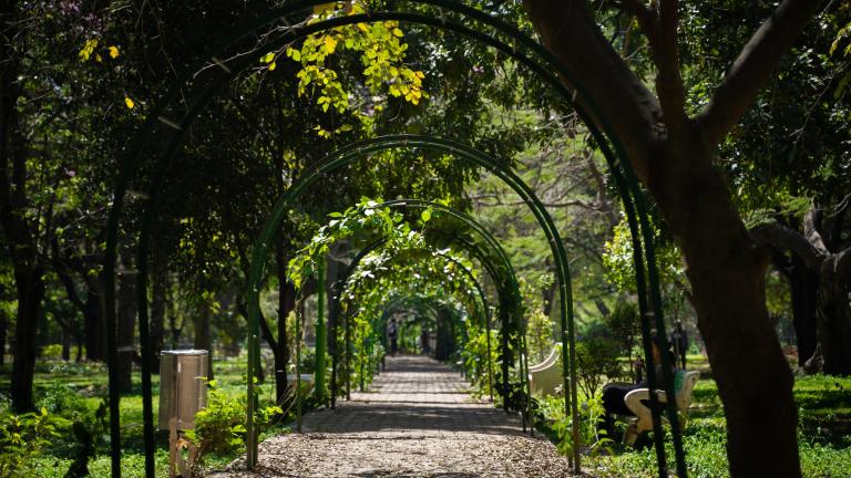 A shaded, tree-lined path in Cubbon Park, Bangalore