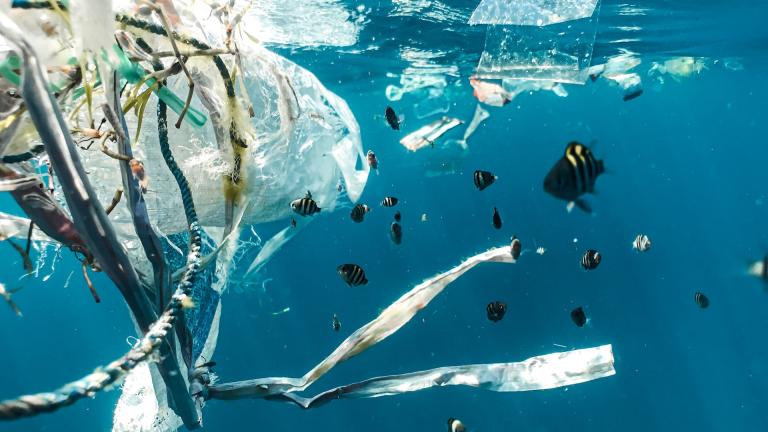 Fish in the ocean with plastic pollution