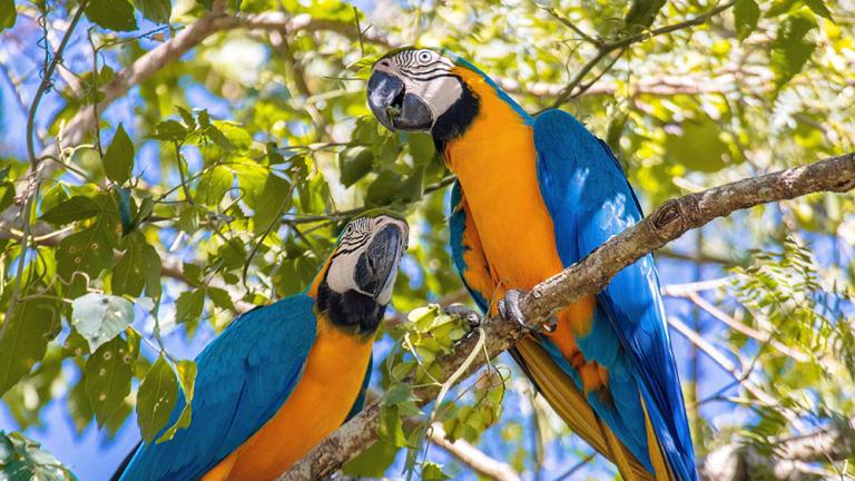 two parrots in a leafy tree