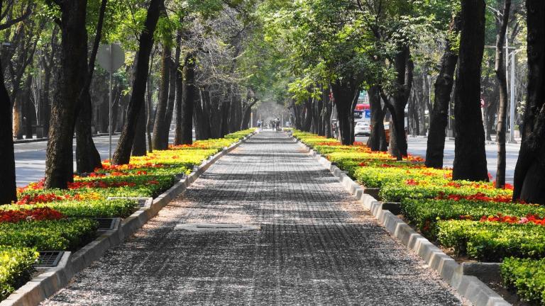 a tree-lined street in mexico city