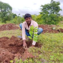 Pune tree planting