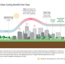 Urban Cooling Benefits from Trees infographic