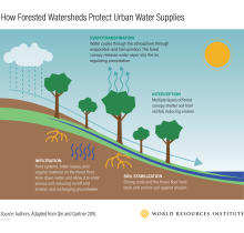 How Forested Watersheds Protect Urban Water Supplies infographic