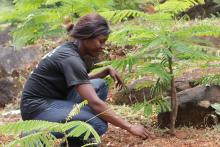 Freetown the Treetown