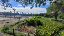 recife rain garden