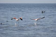 flamingos at mar chiquita