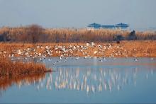 hangzhou bay