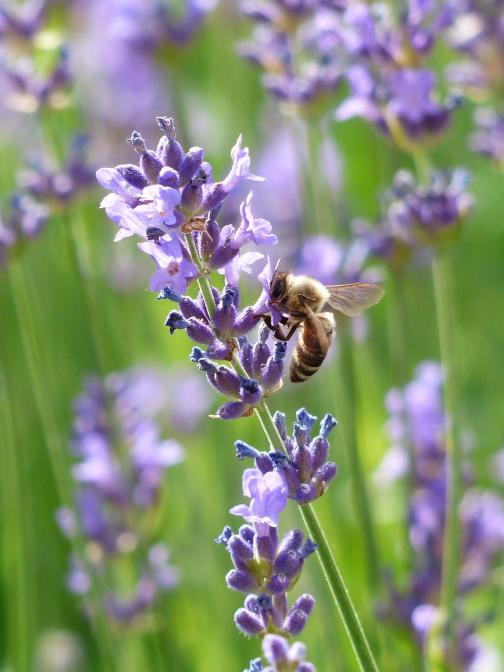 Honey bee on lavender